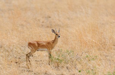 Tatlı Steenbok (bilimsel adı: Raphicerus campestris, ya da 