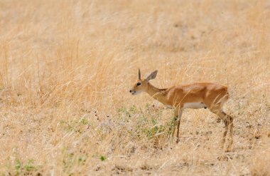 Tatlı Steenbok (bilimsel adı: Raphicerus campestris, ya da 