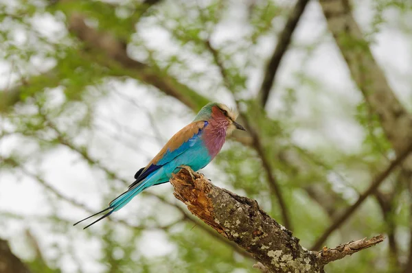 Close-up of a Lilac-breasted Roller (coracias caudatus), a beautiful African bird found all over Tanzania