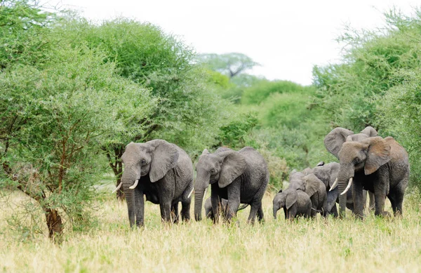 Közelkép Afrikai Elefánt Tudományos Neve Loxodonta Africana Vagy Tembo Swaheli — Stock Fotó