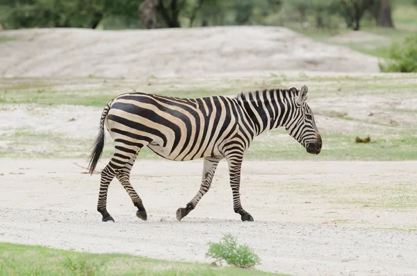 Closeup Van Burchell Zebra Boehm Zebra Wetenschappelijke Naam Equus Burchelli — Stockfoto