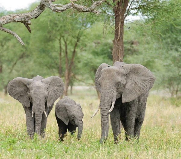 Közelkép Afrikai Elefánt Tudományos Neve Loxodonta Africana Vagy Tembo Swaheli — Stock Fotó