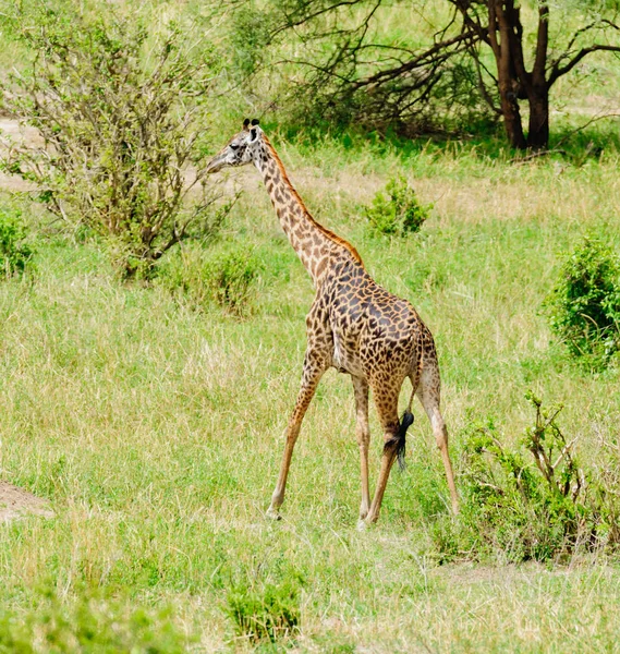 Közelkép Maszáj Zsiráf Tudományos Neve Giraffa Camelopardalis Tippelskirchi Vagy Twiga — Stock Fotó