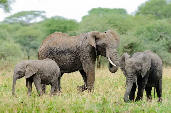 アフリカ象のクローズ アップ アフリカゾウ または Swaheli タンザニアの東アフリカの国でタランギーレ国立公園内 — ストック写真