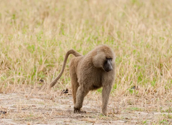 Closeup Olive Baboons Nome Científico Papio Anubis Nyani Swaheli Imagem — Fotografia de Stock