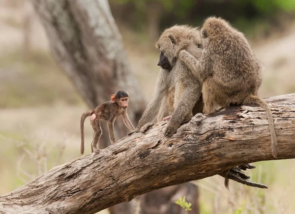 Close Van Olive Bavianen Wetenschappelijke Naam Papio Anubis Nyani Swaheli — Stockfoto