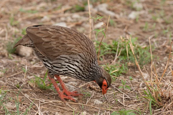 Tarangire Milli Parkı Nda Yiyecek Arayan Kırmızı Boyunlu Spurfowl Veya — Stok fotoğraf