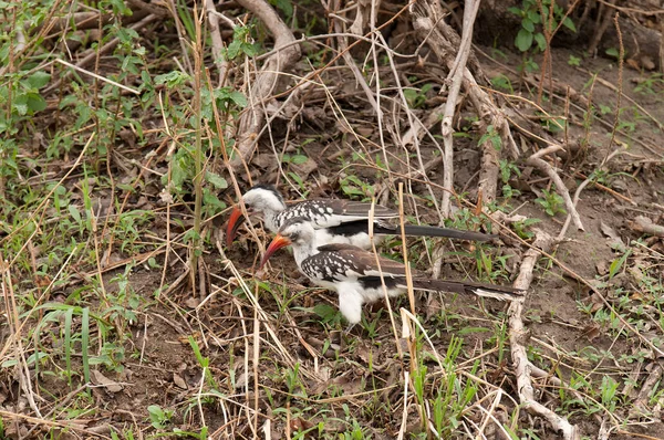 Pair Tanzanian Red Billed Hornbills Tockus Ruahae Searching Food Tarangire — Stock Photo, Image