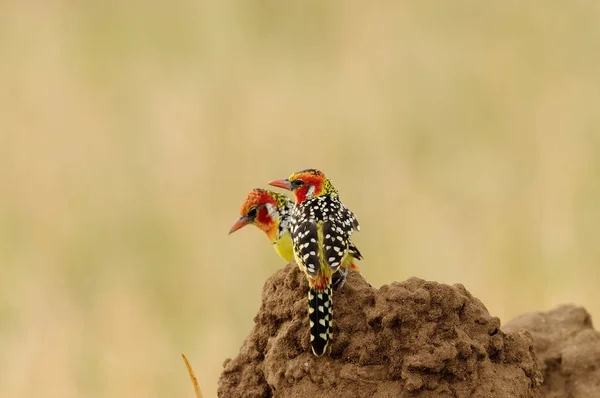 Paar Van Rood Geel Baardvogel Trachyphonus Erythrocephalus Een Termiet Mound — Stockfoto