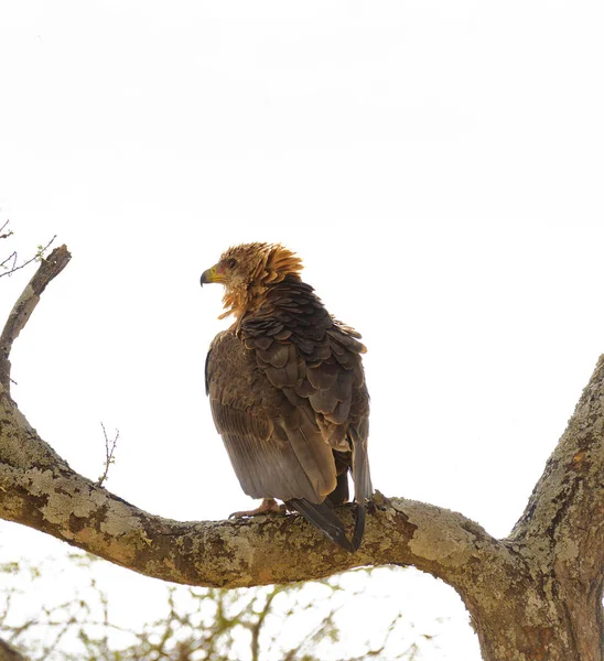 タランギーレ国立公園の木に黄褐色鷲 アクイラ ラパックス — ストック写真