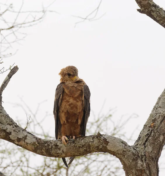 塔兰吉雷国家公园一棵树上的黄褐色鹰 Rapax — 图库照片