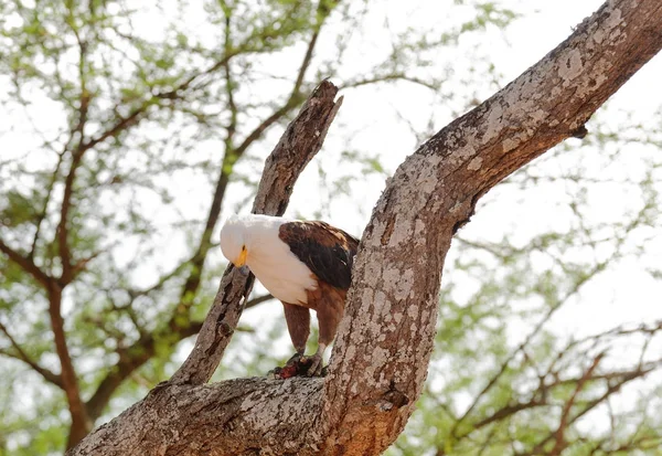 Águila Africana Árbol Comiendo Algo Haliaeetus Vocifer Parque Nacional Tarangire — Foto de Stock