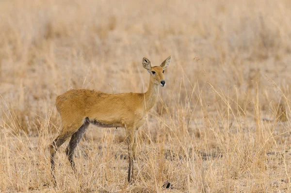 Крупный План Самки Reedbuck Научное Название Redunca Redunca Tohe Ndope — стоковое фото