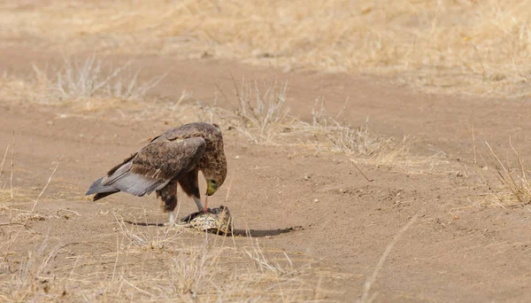 Tawny Eagle Aquila Rapax Comiendo Una Tortuga Que Sido Asesinada — Foto de Stock
