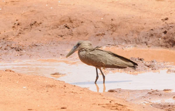 Hamerkop Charco Scopus Umbretta Parque Nacional Tarangire —  Fotos de Stock