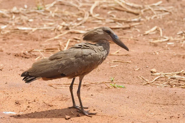 Hamerkop Charco Scopus Umbretta Parque Nacional Tarangire — Foto de Stock