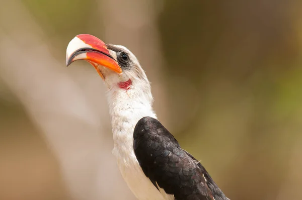 Close Von Der Decken Hornbill Found Tarangire National Park Tanzania — Stock Photo, Image