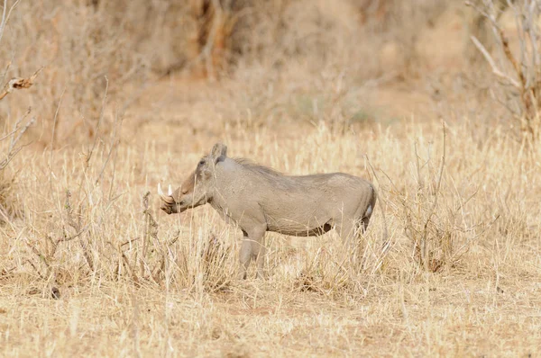 Warthog Comum Perfil Parque Nacional Tarangire Tanzânia — Fotografia de Stock