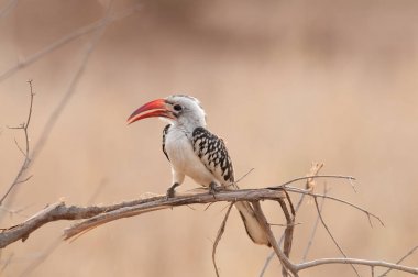 Red-billed hornbill (Tockus ruahae) perched on a branch in the Yarangire National Park, Tanzania clipart
