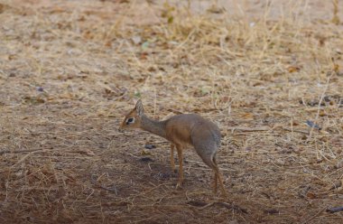 Closeup Kirk Dik-dik (bilimsel adı: Madoqua veya Swaheli 