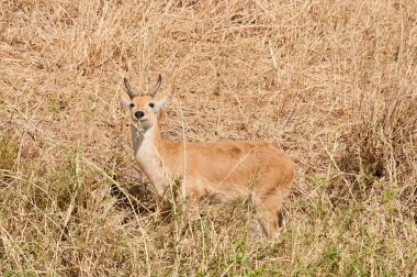 Reedbuck closeup (bilimsel adı: Redunca redunca, ya da 