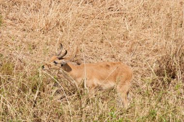 Reedbuck closeup (bilimsel adı: Redunca redunca, ya da 