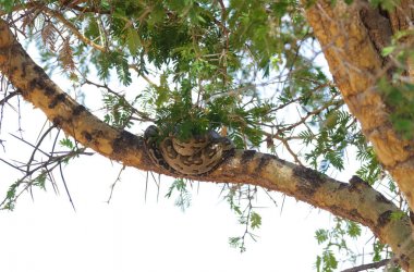 Afrika kaya geçiş işlemi sırasında ayaklar altına önlemek için Python (Python sebae) bir ağaca güvenli