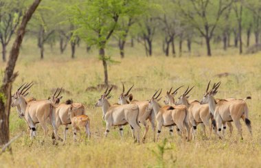 Eland grup (bilimsel adı: Taurotragus antilop ya da Swaheli 