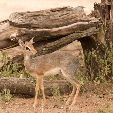 Closeup Kirk Dik-dik (bilimsel adı: Madoqua veya Swaheli 