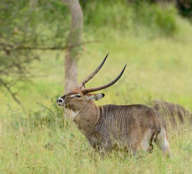 Waterbuck Sineklerin rahatsız (bilimsel adı: Kobus ellipsiprymnus, veya Swaheli 
