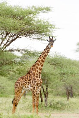Masai closeup zürafa (bilimsel adı: zürafa zürafa tippelskirchi veya 