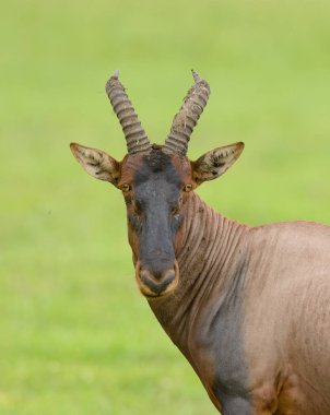 Topi (bilimsel adı: Damaliscus lunatus jimela ya da Swaheli 