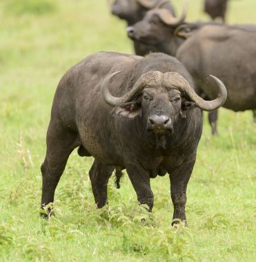 Buffalo closeup (bilimsel adı: Syncerus caffer veya 