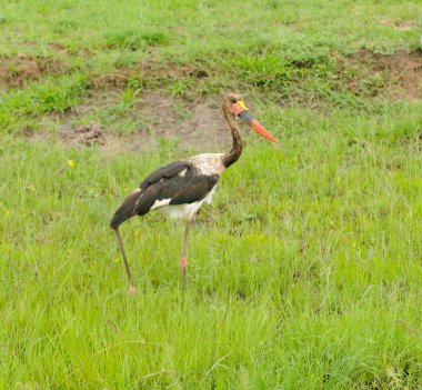Eyer - gagalı leylek (Ephippiorhynchus senegalensis) Serengeti Ulusal Parkı'nda