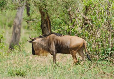 Wildebeest closeup (bilimsel adı: Connochaetes taurinus ya da Swaheli 