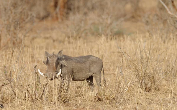Warthog Comum Olhando Para Espectador Parque Nacional Tarangire Tanzânia — Fotografia de Stock