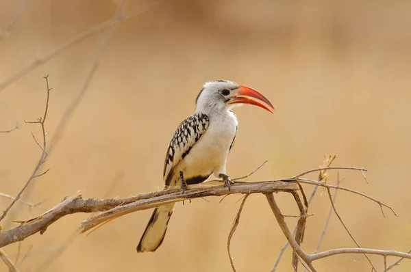 Rotschnabel Hornvogel Tockus Ruahae Thront Auf Einem Ast Yarangire Nationalpark — Stockfoto