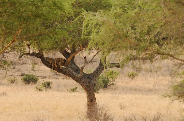 Filhotes Leão Dormindo Uma Árvore Parque Nacional Tarangire Tanzânia — Fotografia de Stock