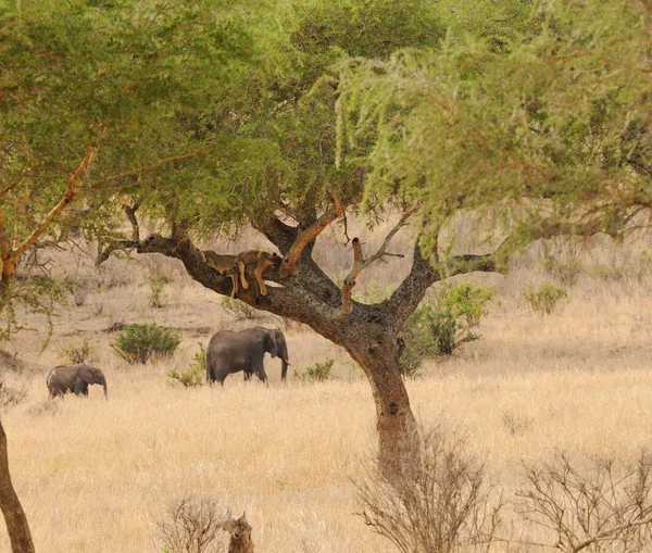 Lion Oursons Endormis Dans Arbre Avec Des Éléphants Passant Loin — Photo