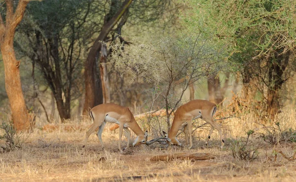 Primer Plano Los Combates Impala Nombre Científico Aepyceros Melampus Swala — Foto de Stock