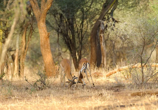 クローズ アップのインパラの戦い Aepyceros メラムプース または Swaheli Swala Thetarangire 国立公園 タンザニアの — ストック写真