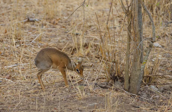 Closeup Kirk Dik Dik Nome Científico Madoqua Dikidiki Swaheli Tarangire — Fotografia de Stock