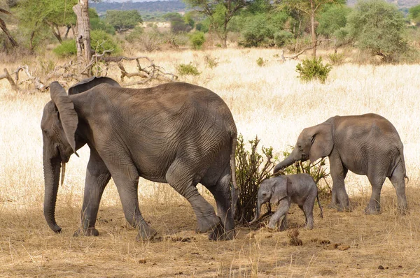 アフリカ象のクローズ アップ アフリカゾウ または Swaheli でタランギーレ国立公園 タンザニア — ストック写真