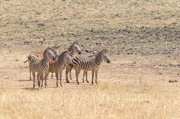 Tarangire Nemzeti Park Tanzánia Zebra Csorda — Stock Fotó