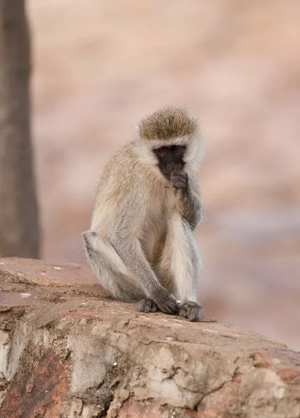 Vervet Monkey Contemplating Nom Scientifique Cercopthecus Aethiops Tumbiili Swaheli Dans — Photo