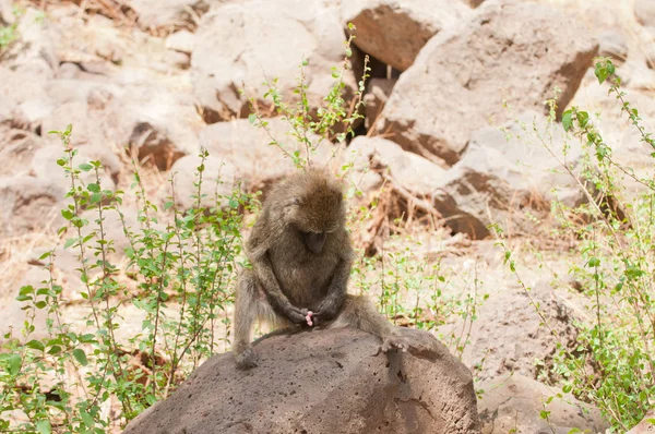橄榄狒狒特写 科学名称 Nyani Swaheli 拍摄的野生动物园位于塞伦盖蒂 塔兰吉雷 曼雅湖 Ngorogoro 国家公园在东非国家坦桑尼亚 — 图库照片