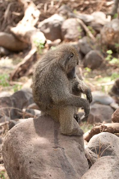 Primo Piano Olive Baboons Nome Scientifico Papio Anubis Nyani Swaheli — Foto Stock