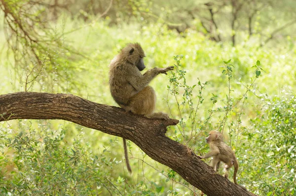 Closeup Olive Baboons Nome Científico Papio Anubis Nyani Swaheli Parque — Fotografia de Stock