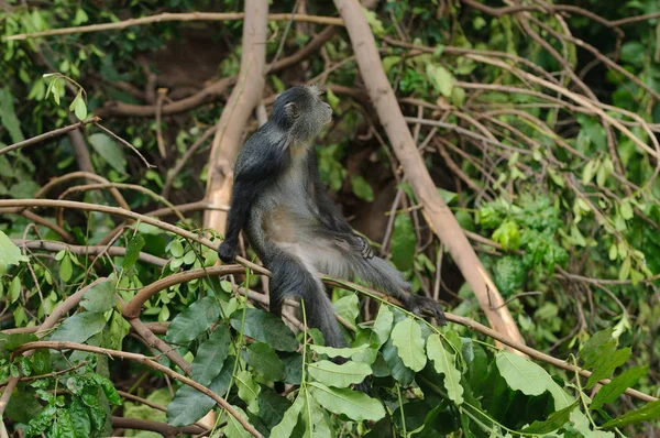 Μπλε Πιθήκου Μήτις Cercopithecus Στη Λίμνη Manyara Εθνικό Πάρκο — Φωτογραφία Αρχείου