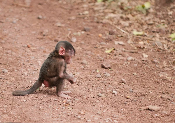 올리브 원숭이 과학적인 Papio Swaheli에서 Nyani Tarangire Manyara Ngorogoro 탄자니아 — 스톡 사진